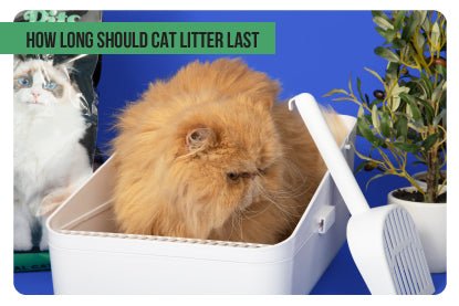 How long should cat litter last  – Paco & Pepper